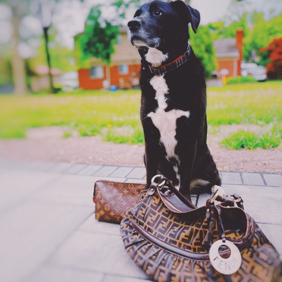 Welcome to Black Dog Vintage! - Picture 4 of 6